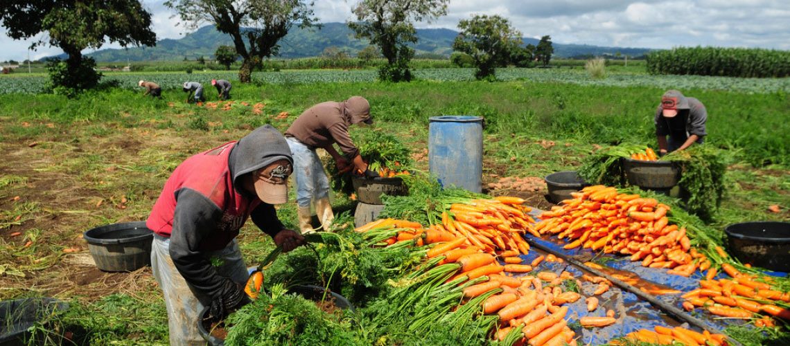 Trabalhadores agrícolas colhem cenouras em uma fazenda em Chimaltenango, Guatemala. Foto: Banco Mundial/Maria Fleischmann
