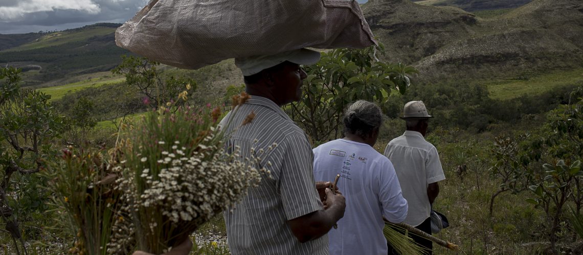 Apanhadores de flores sempre viva. Crédito Foto: Valda Nogueira